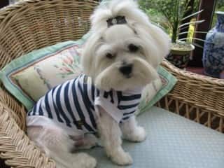 maltese-dog-sitting-on-chair